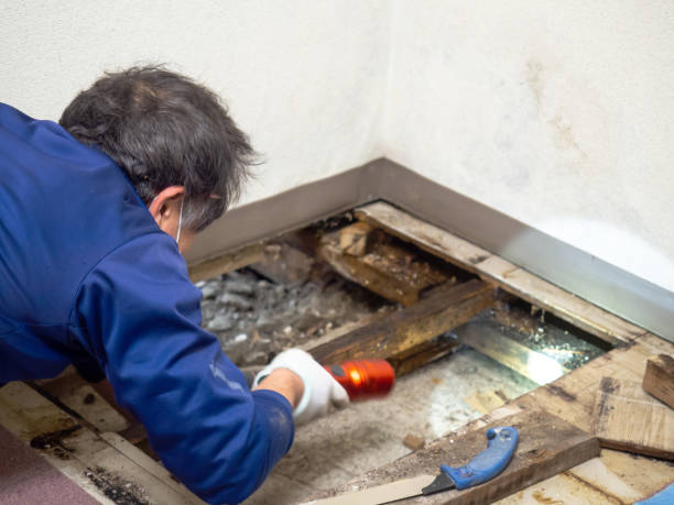Best Professional Mold Removal  in Wellston, OH