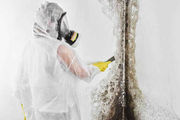 Best Certified Mold Removal  in Wellston, OH