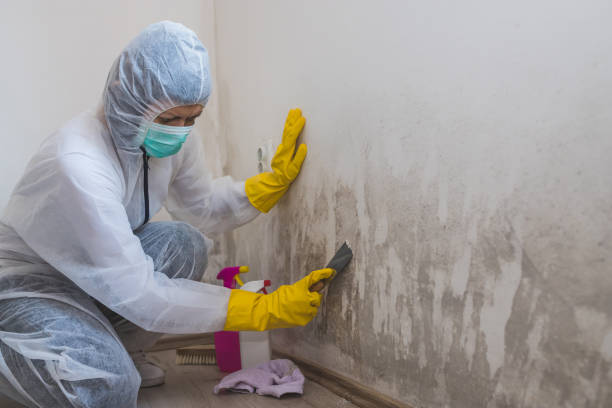 Best Affordable Mold Removal  in Wellston, OH