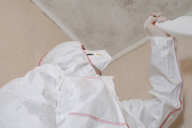 Best Same-Day Mold Removal  in Wellston, OH