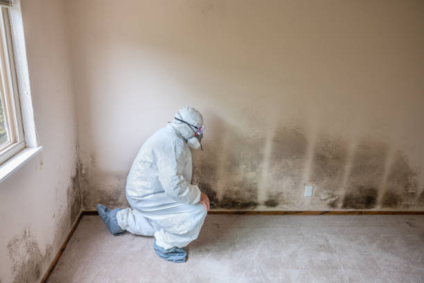 Best Mold Removal and Inspection  in Wellston, OH