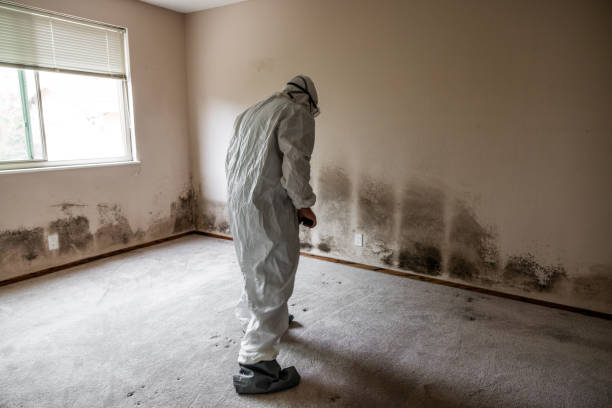 Best Black Mold Removal  in Wellston, OH