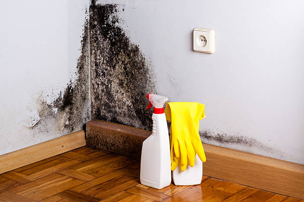 Best Crawl Space Mold Removal  in Wellston, OH