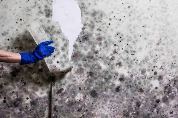 Best Mold Damage Repair  in Wellston, OH