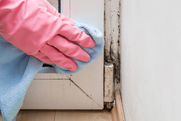 Wellston, OH Mold Removal Company