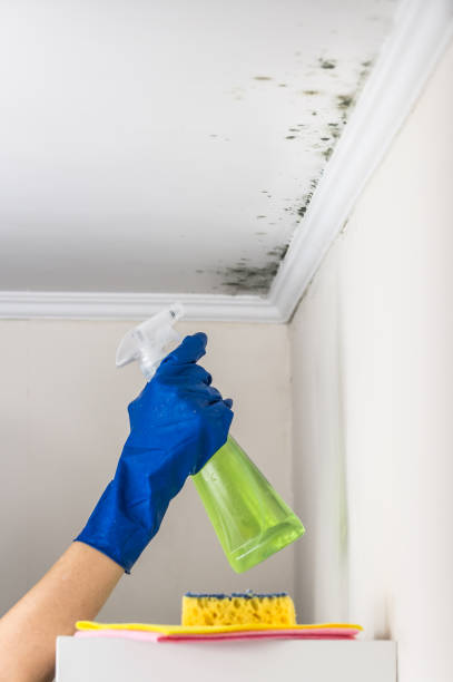 Office Mold Removal Services in Wellston, OH