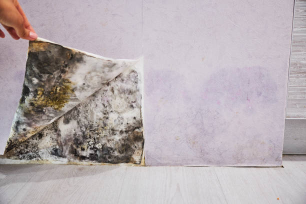 Best Toxic Mold Removal  in Wellston, OH